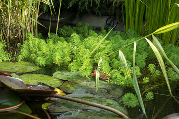 Yellow water lilies in pond tightened surface of the water