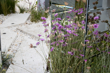 Blue dried flowers as flowerbed decoration near a white granite walkway.