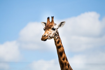 Rothschild Giraffe, one of nine subspecies in Africa, tallest of the land mammals, often referred to as the watchtowers of the Serengeti as it helps alert other animals to the presence of predators