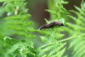 die Raupe auf dem Farn