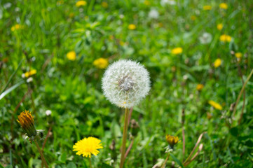 One fluffy white dandelion in the grass with other yellow dandelions. Macro photo with bokeh