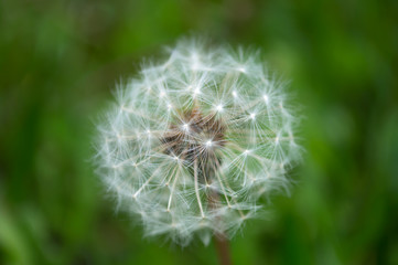Fototapeta premium One fluffy white dandelion on green background with bokeh