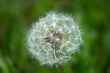 One fluffy white dandelion on green background with bokeh