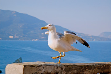 Fototapeta na wymiar The seagull stands on the background of the sea and mountains