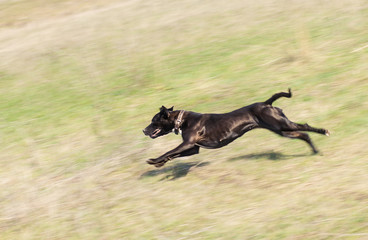 young black doberman dog running on the green grass