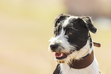 Closeup Portrait of elegant terrier dog stay in blurred background sunlit field
