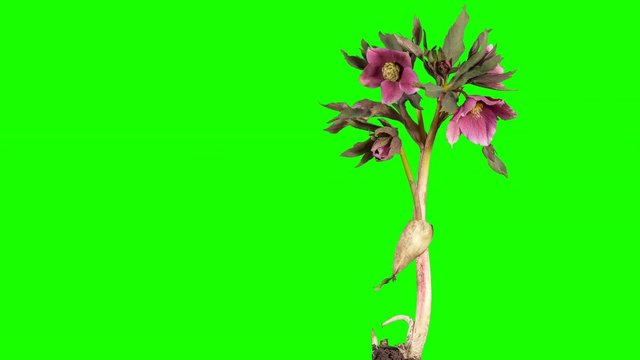 4K. Violet hellebore bloom buds green screen, Ultra HD (Helleborus Queen of the Night) (Time Lapse), 4096x2304.
