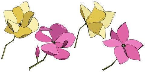 Vector Magnolia foral botanical flowers. Purple and yellow engraved ink art. Isolated magnolia illustration element.