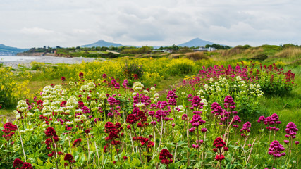 Field of red, white and purple wild Valerian flowers growing on the Irish East Coast in a landscape...