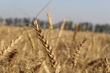 Closeup view of many golden plants wheat in a large farm on a sunny day
