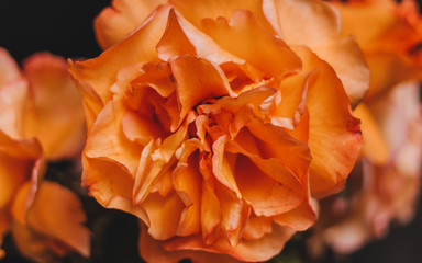 Huge rose close up
