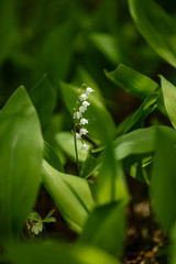 Herbaceous flowering plant - lilies of the valley in May forest