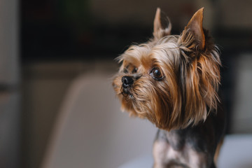 Dog Yorkshire Terrier looks out the window close-up