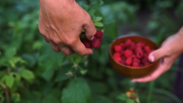 A woman in blue clothes harvesting a ripe red raspberry from the bushes in the garden or on the farm
