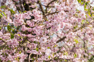 Blooming sakura flowers at spring