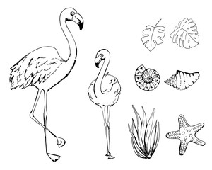 exotic tropical birds - flamingo, set of sketch style vector illustrations isolated on white background. Set of hand drawn seashells, tropical leaves