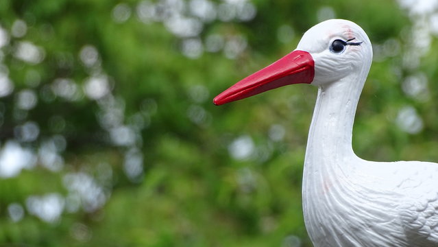 White bird