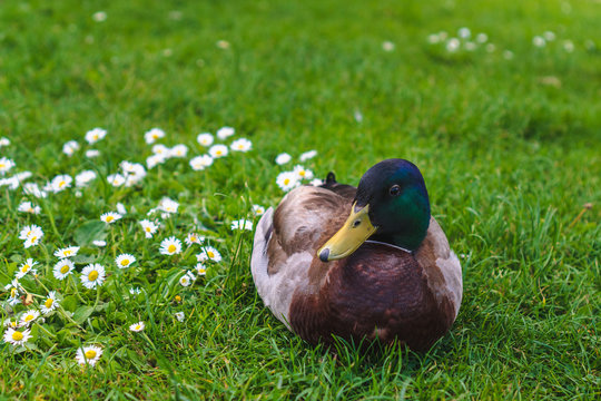Beautiful mallard wild duck resting on a field of green grass and bloomed daises. 