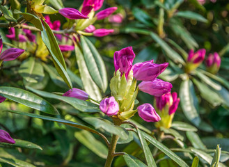 Bright pink buds of rhododendron flowers, which will soon blossom