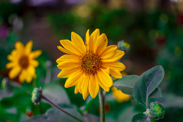 Helianthus yellow flowers with green leaves