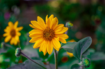 Helianthus yellow flower is exotic