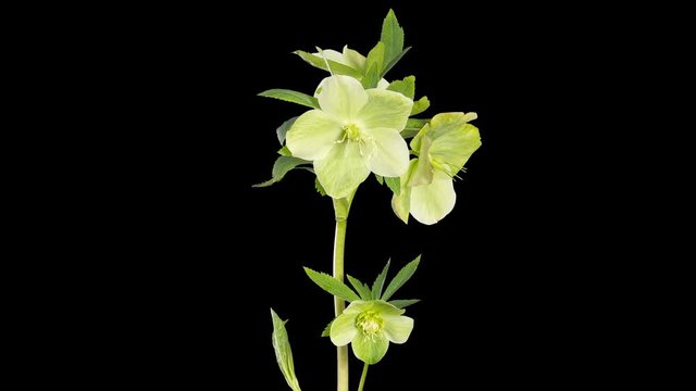 4K. Green hellebore bloom buds ALPHA matte, Ultra HD (Helleborus caucasicus) (Time Lapse), 4096x2304.