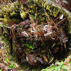 Decaying Stump