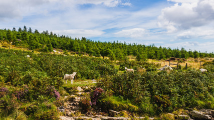 Fototapeta na wymiar Picturesque Wicklow Mountains, Ireland landscape with fir trees and two white curious sheep looking one at the other. Irish green countryside on a summer day.