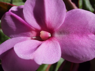 Purple flower buds of the balsam. Floriculture.