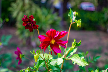 Red lily flowers with buds and exotic colors