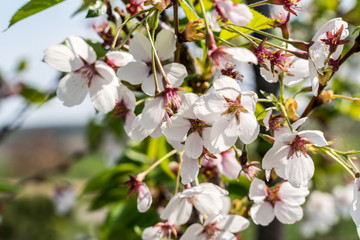 Close up of white sakura blooming flowers on blurred background