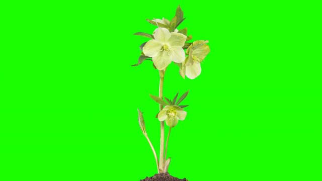 4K. Green hellebore bloom buds green screen, Ultra HD (Helleborus caucasicus) (Time Lapse), 4096x2304.