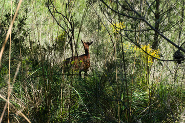 Wild tamed goat is looking and walking in the bush high gras in deia, Mallorca, Spain