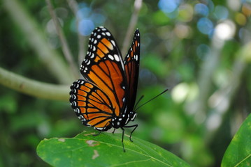 butterfly