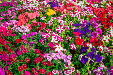 Fototapeta premium Various flowers of exotic varieties