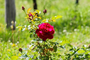 Single blossom rose on a green background 