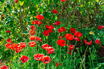 Poppy flowers with green plants and branches
