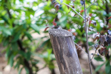 Tree part before blossom 