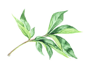 Watercolor detailed peony leaf isolated on white