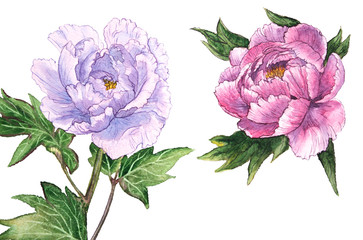 watercolor peony flowers with leaves