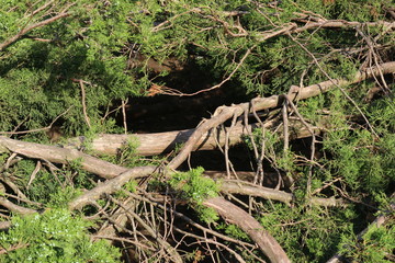 hole in  thuja bush