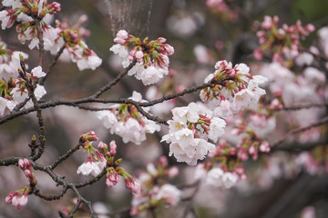 Fototapeta na wymiar close up sakura flower japan