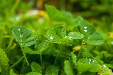 herbal leaves with water drops at the beginning of the day