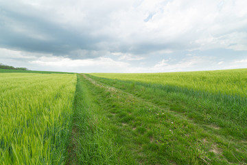Getreidefelder grün
