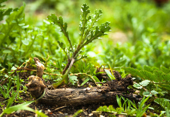 tree branch on the ground surrounded by vegetation, leaves