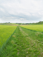 Fototapeta premium Getreidefelder grün
