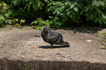 pigeon on a background of green leaves