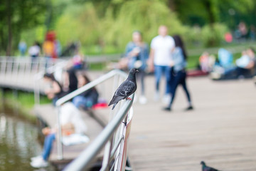 wild pigeon sitting on the iron railing near the lake, blurred background