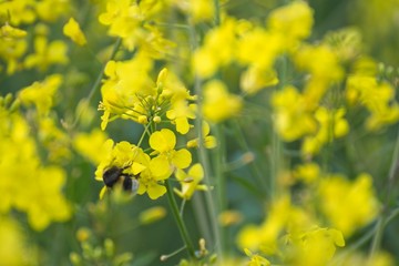 Field Blooming Rapeseed Springtime.Field of rape.Bee on yellow flower