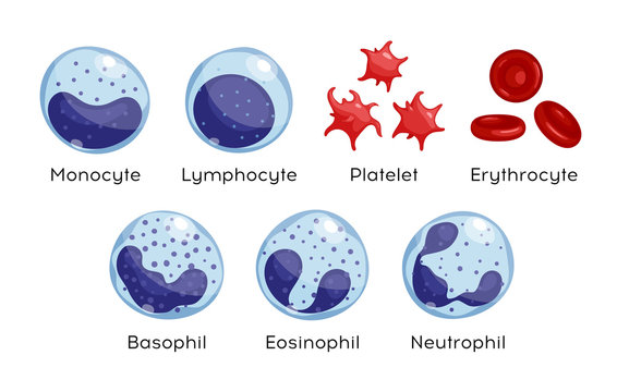 Vector set of Monocyte,   Lymphocyte, Eosinophil, Neutrophil, Basophil, Platelet, Erythrocytes. Types of blood cells.